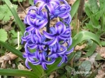 My Garden