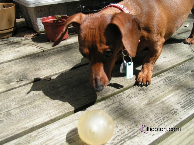 [Lucy, The Wonder Weiner Dog]