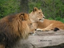 Pittsburgh Zoo Lions