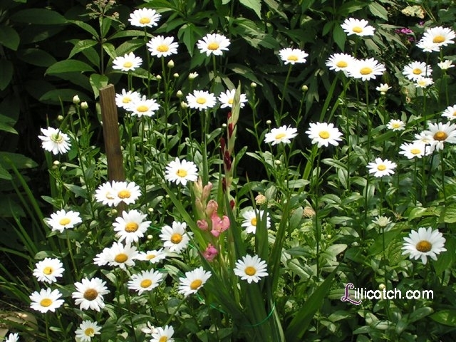 Daisies and gladiolus