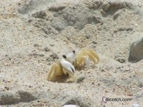 Crab Blowing Bubbles