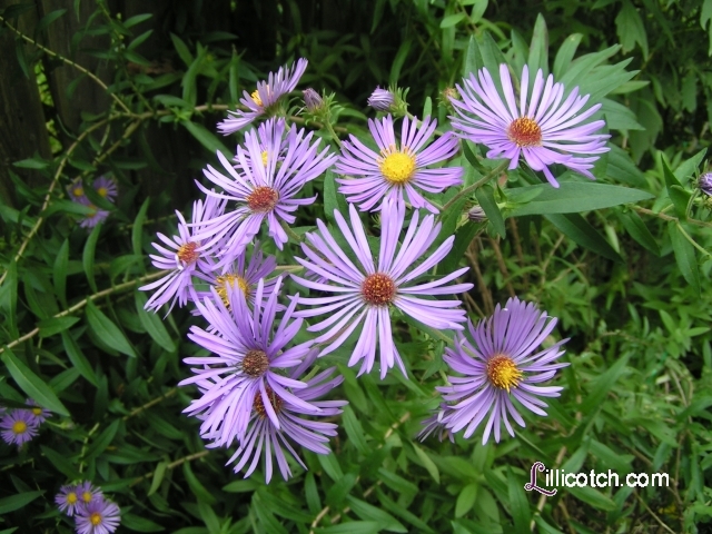 Purple Asters