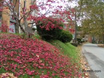 Last Of Fall