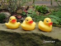 Rubber Duckies