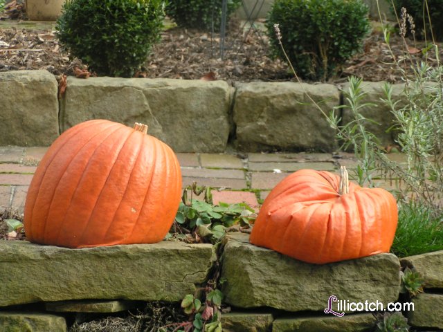 Pumpkins at Christmas