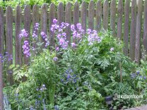 Spring Phlox & Blue Butterflies Columbine