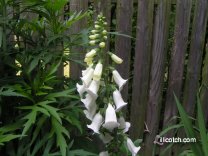 White Foxglove