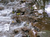 Country Stream