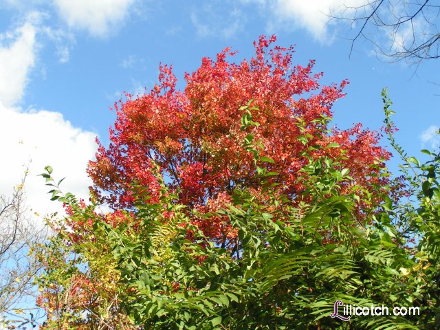 The fall in Western PA 