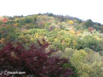 A Fall Walk