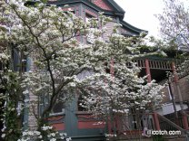 Dogwood Trees In Bloom