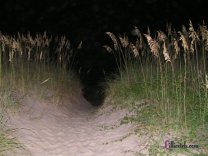 A Night View of the Beach