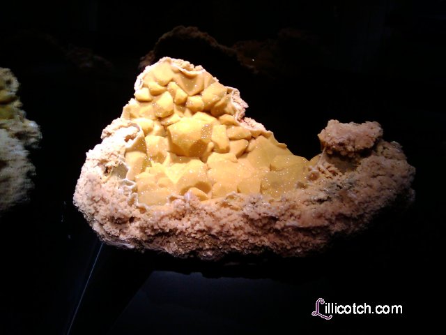 Carnegie Museum of Natural History