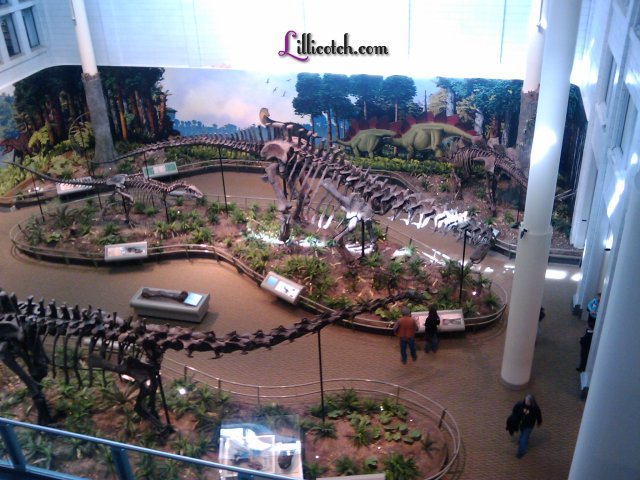Carnegie Museum of Natural History