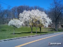 Trees in bloom in Highland Park.