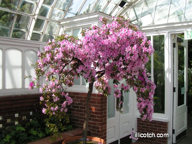 2009 Spring Flower Show