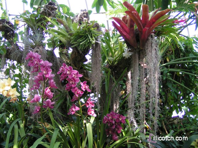 2009 Spring Flower Show
