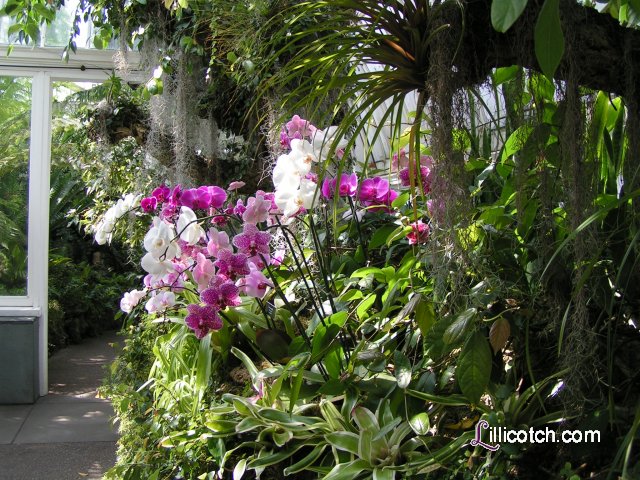 2009 Spring Flower Show