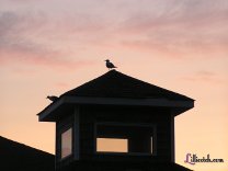 Hatteras Vacation