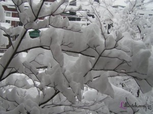 Feb 2010 Snowstorm