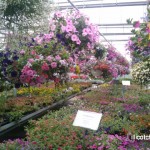 Brenckles Nursery