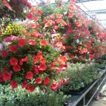 Brenckles Nursery